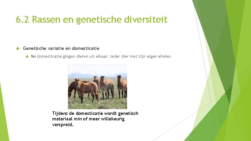 6. 2 Rassen en genetische diversiteit Genetische variatie en domesticatie Na domesticatie gingen dieren