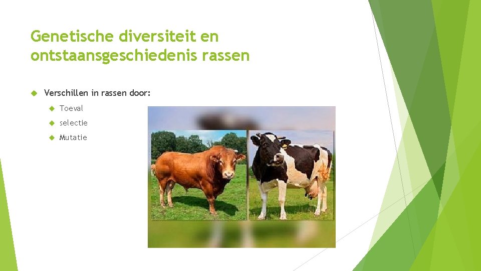 Genetische diversiteit en ontstaansgeschiedenis rassen Verschillen in rassen door: Toeval selectie Mutatie 