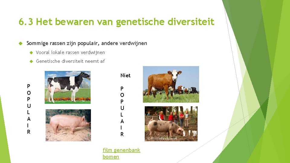 6. 3 Het bewaren van genetische diversiteit Sommige rassen zijn populair, andere verdwijnen Vooral