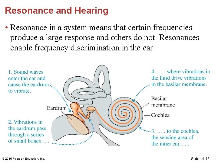 Resonance and Hearing • Resonance in a system means that certain frequencies produce a