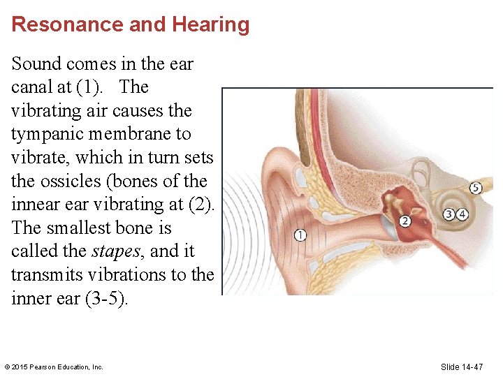 Resonance and Hearing Sound comes in the ear canal at (1). The vibrating air