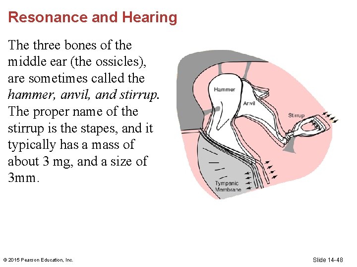 Resonance and Hearing The three bones of the middle ear (the ossicles), are sometimes