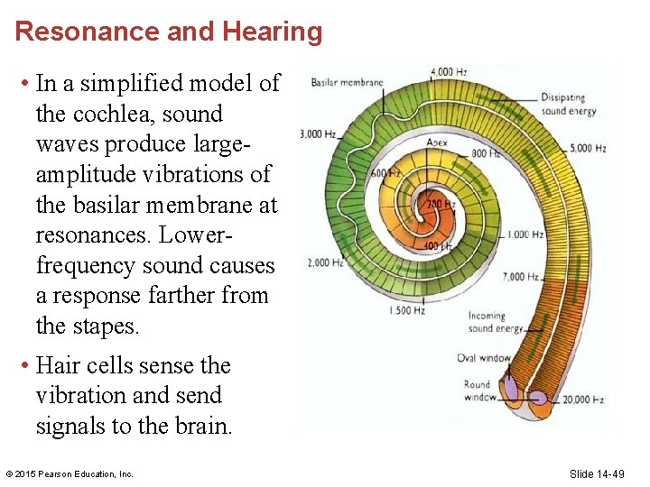 Resonance and Hearing • In a simplified model of the cochlea, sound waves produce