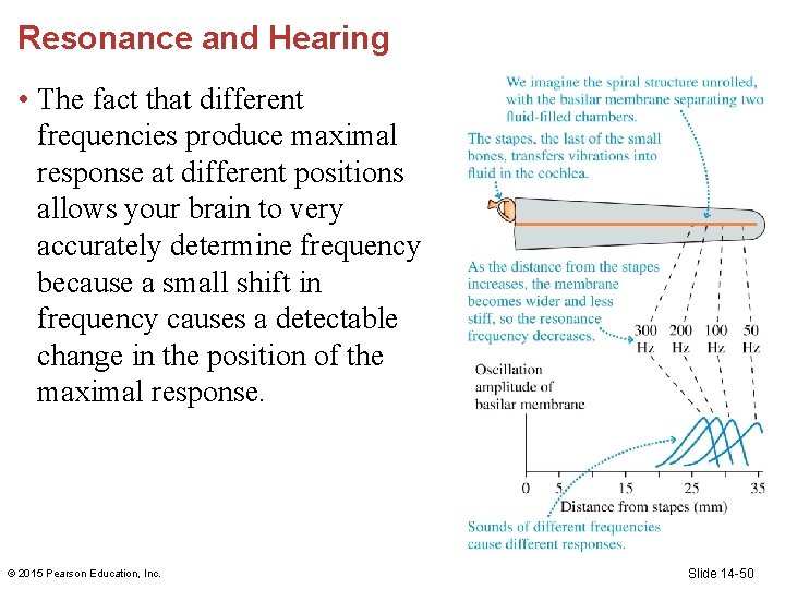 Resonance and Hearing • The fact that different frequencies produce maximal response at different