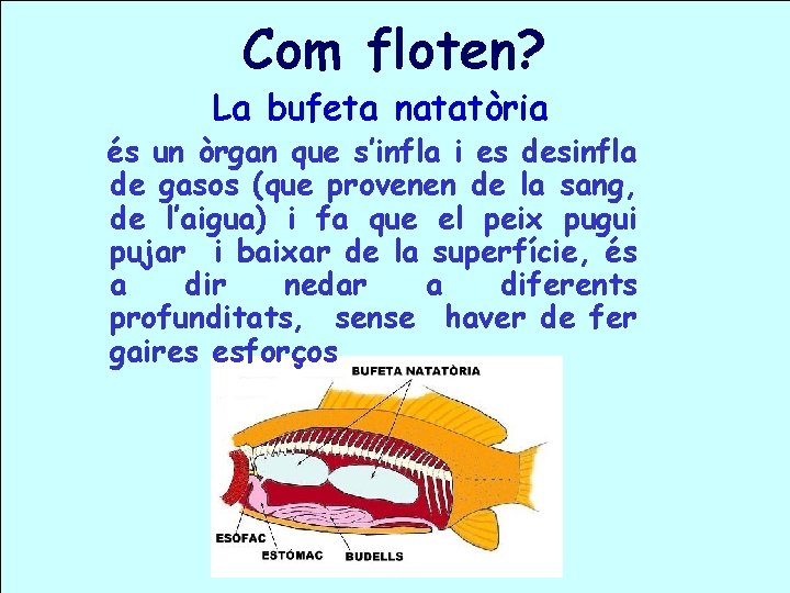 Com floten? La bufeta natatòria és un òrgan que s’infla i es desinfla de