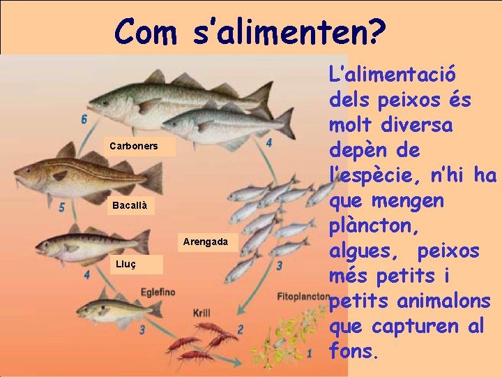 Com s’alimenten? Carboners Bacallà Arengada Lluç L’alimentació dels peixos és molt diversa depèn de