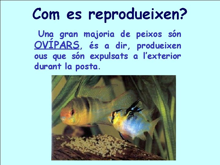 Com es reprodueixen? Una gran majoria de peixos són OVÍPARS, és a dir, produeixen