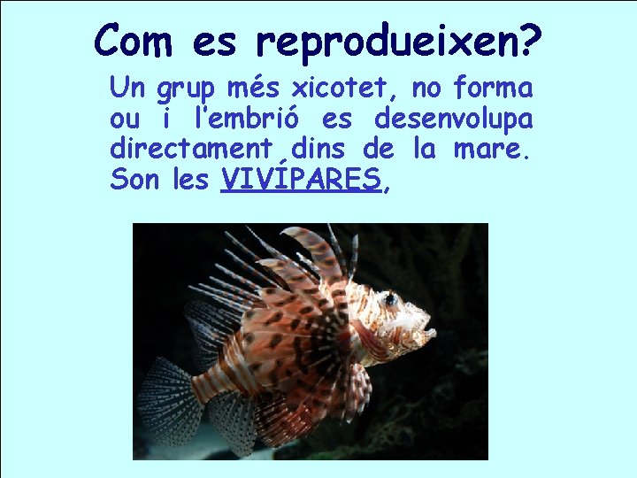 Com es reprodueixen? Un grup més xicotet, no forma ou i l’embrió es desenvolupa