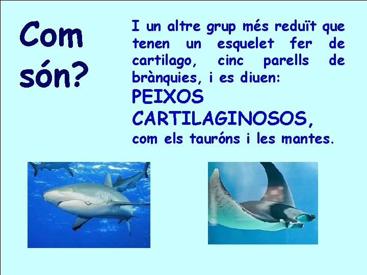 Com són? I un altre grup més reduït que tenen un esquelet fer de