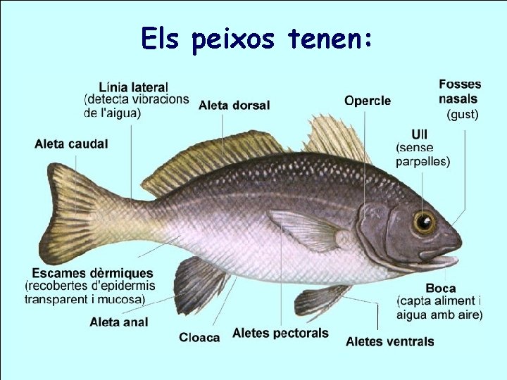 Els peixos tenen: 