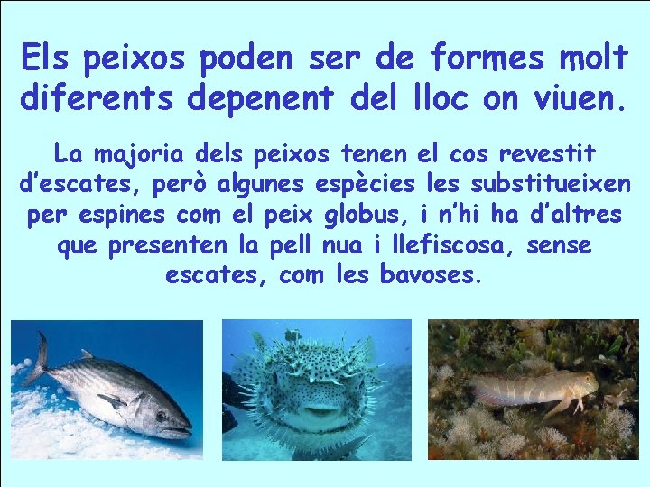 Els peixos poden ser de formes molt diferents depenent del lloc on viuen. La