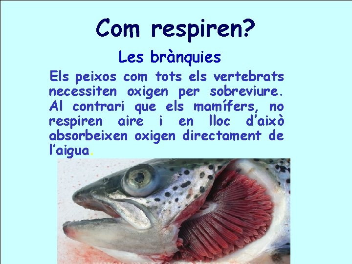 Com respiren? Les brànquies Els peixos com tots els vertebrats necessiten oxigen per sobreviure.