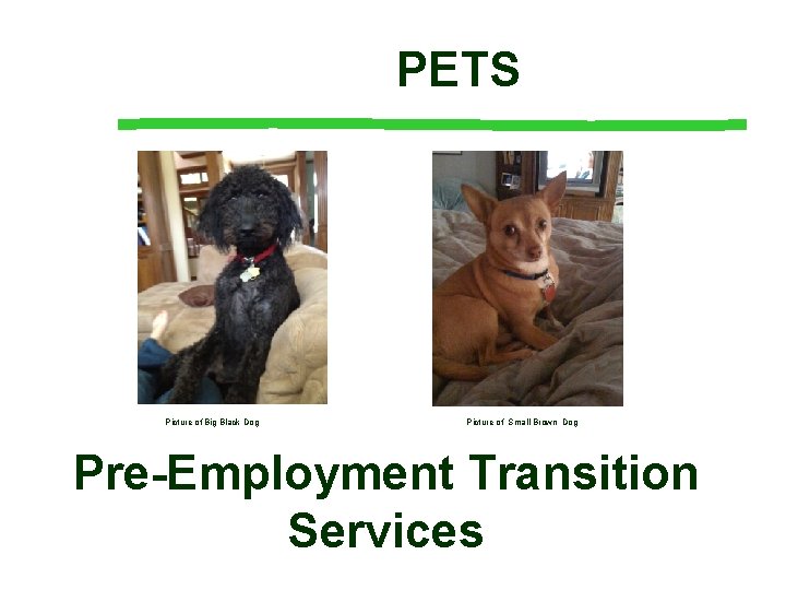 PETS Picture of Big Black Dog Picture of Small Brown Dog Pre-Employment Transition Services