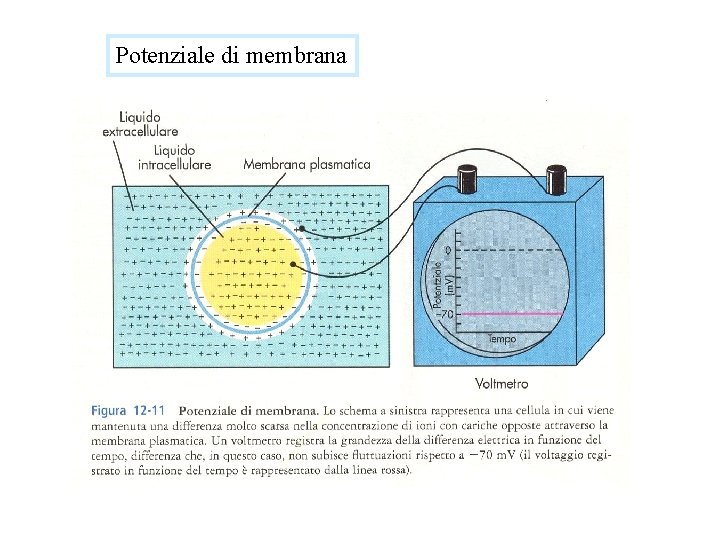 Potenziale di membrana 
