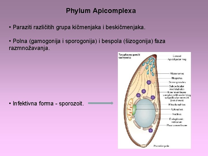 gregarin parazita