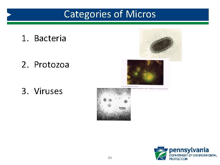 Categories of Micros 1. Bacteria 2. Protozoa 3. Viruses 65 