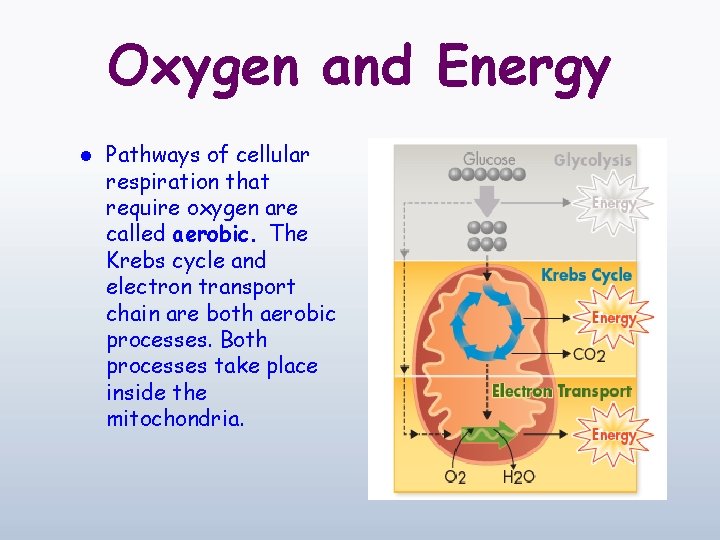 Oxygen and Energy l Pathways of cellular respiration that require oxygen are called aerobic.