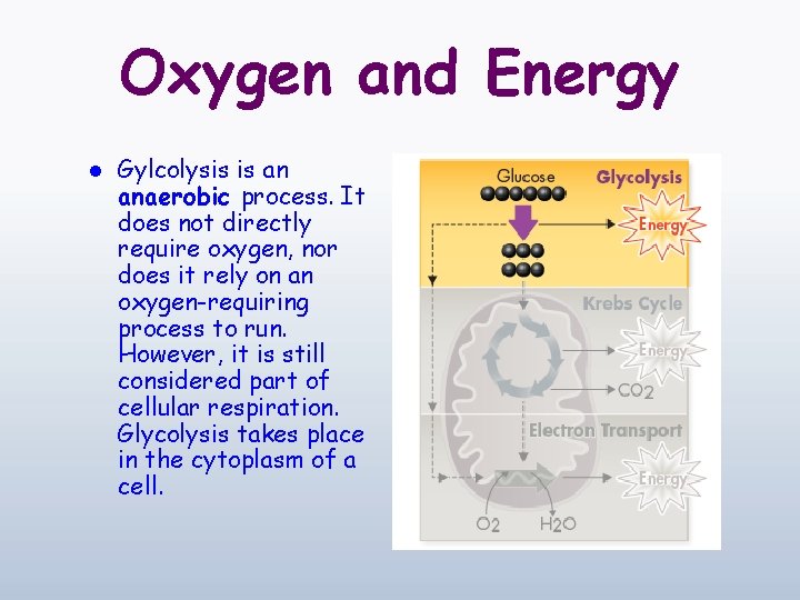 Oxygen and Energy l Gylcolysis is an anaerobic process. It does not directly require