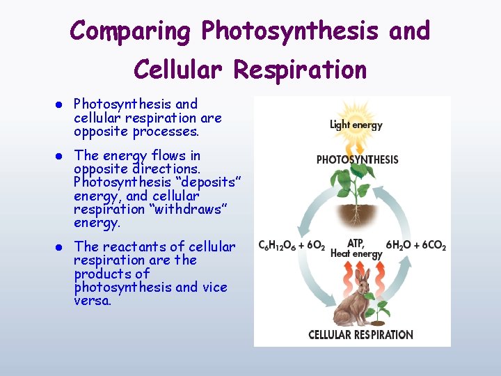 Comparing Photosynthesis and Cellular Respiration l Photosynthesis and cellular respiration are opposite processes. l