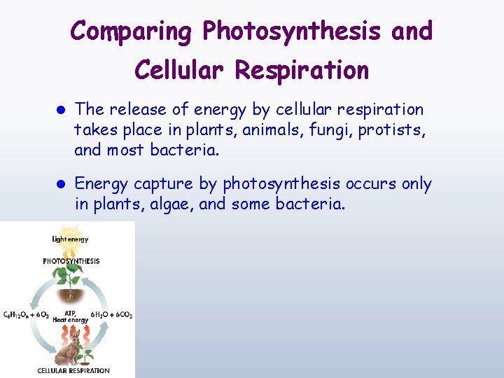 Comparing Photosynthesis and Cellular Respiration l The release of energy by cellular respiration takes