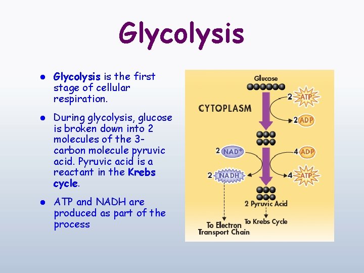 Glycolysis l Glycolysis is the first stage of cellular respiration. l During glycolysis, glucose