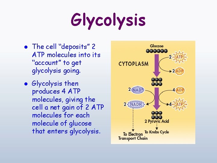 Glycolysis l The cell “deposits” 2 ATP molecules into its “account” to get glycolysis