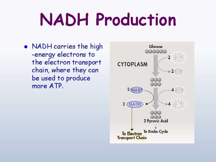 NADH Production l NADH carries the high -energy electrons to the electron transport chain,