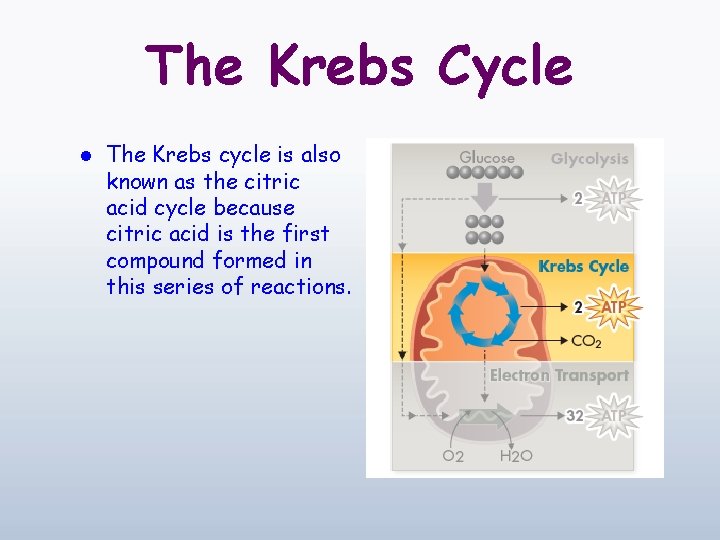 The Krebs Cycle l The Krebs cycle is also known as the citric acid