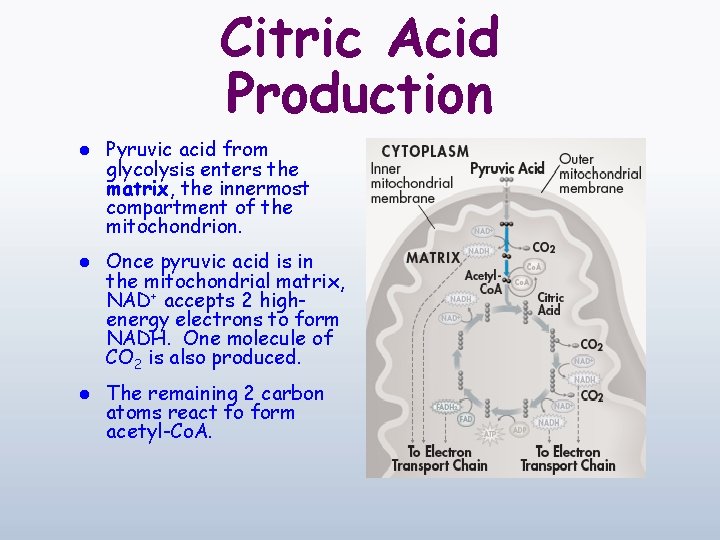 Citric Acid Production l Pyruvic acid from glycolysis enters the matrix, the innermost compartment