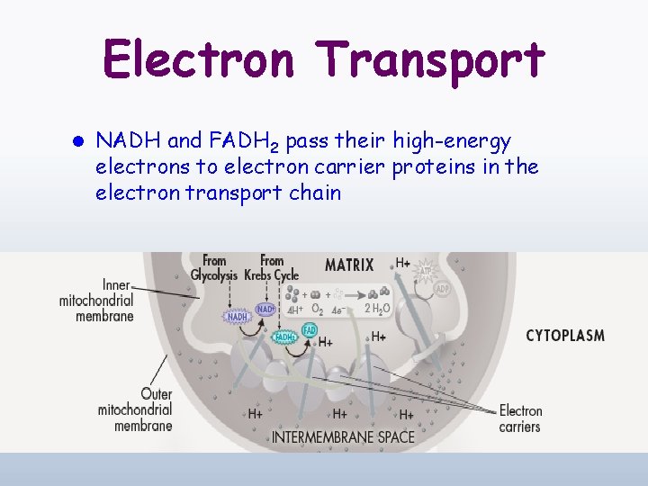 Electron Transport l NADH and FADH 2 pass their high-energy electrons to electron carrier