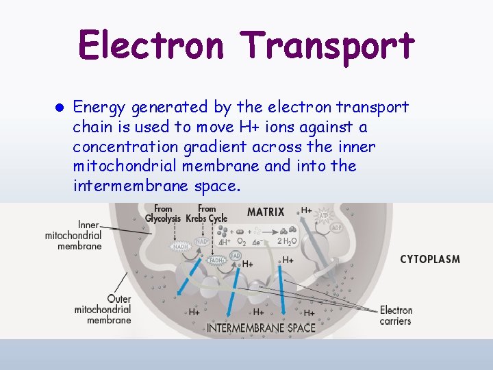 Electron Transport l Energy generated by the electron transport chain is used to move