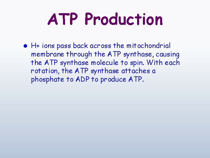 ATP Production l H+ ions pass back across the mitochondrial membrane through the ATP