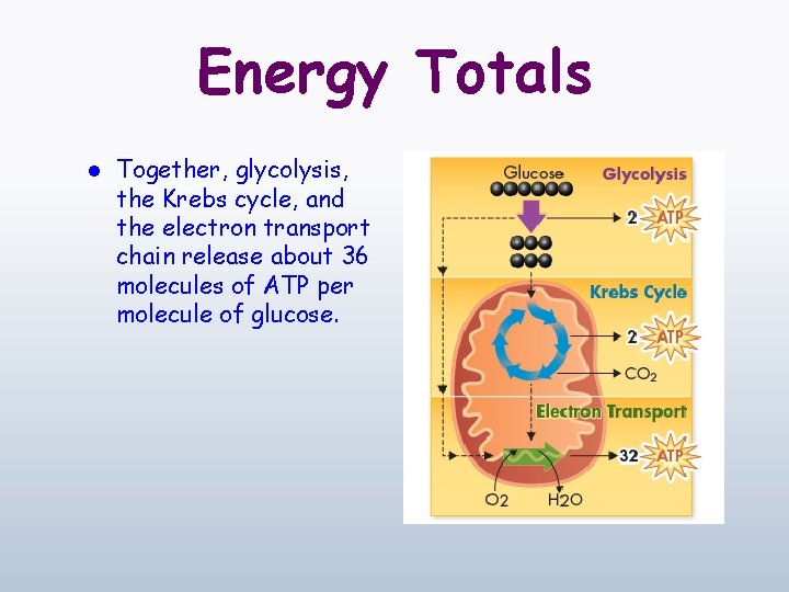 Energy Totals l Together, glycolysis, the Krebs cycle, and the electron transport chain release