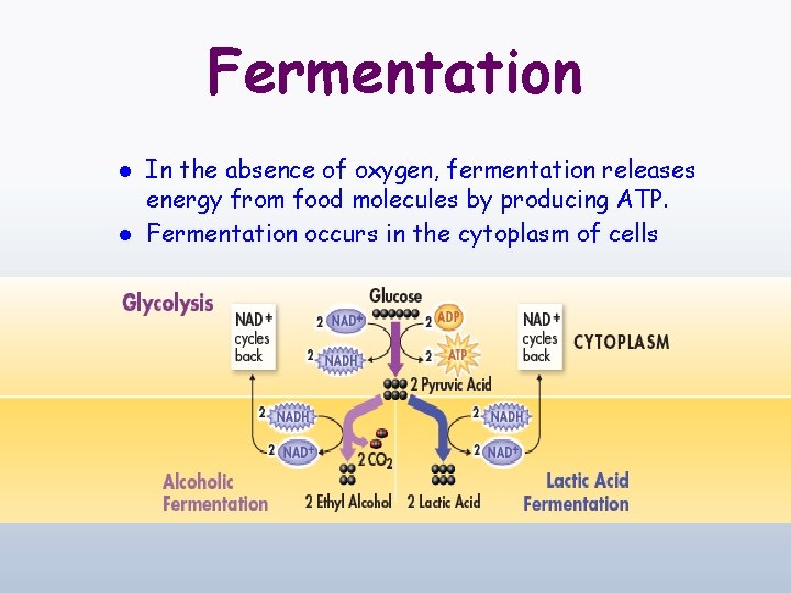 Fermentation In the absence of oxygen, fermentation releases energy from food molecules by producing