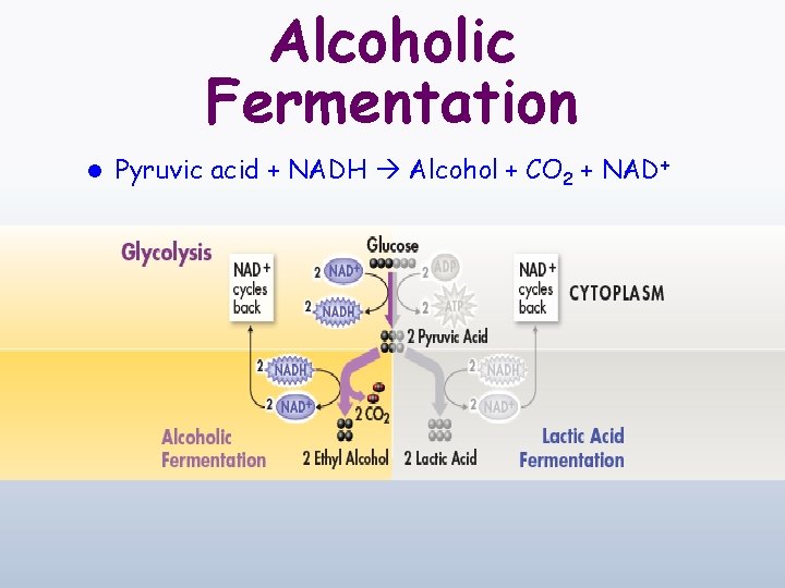 Alcoholic Fermentation l Pyruvic acid + NADH Alcohol + CO 2 + NAD+ 