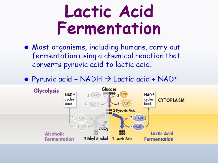 Lactic Acid Fermentation l Most organisms, including humans, carry out fermentation using a chemical