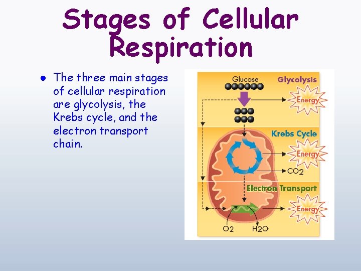 Stages of Cellular Respiration l The three main stages of cellular respiration are glycolysis,