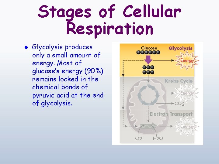 Stages of Cellular Respiration l Glycolysis produces only a small amount of energy. Most