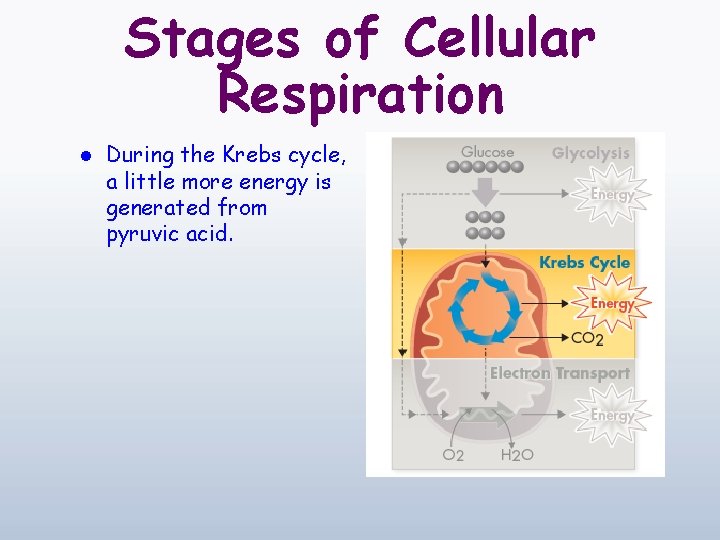 Stages of Cellular Respiration l During the Krebs cycle, a little more energy is