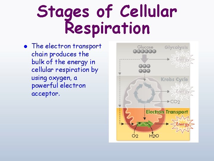 Stages of Cellular Respiration l The electron transport chain produces the bulk of the