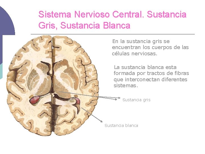 Sistema Nervioso Central. Sustancia Gris, Sustancia Blanca En la sustancia gris se encuentran los