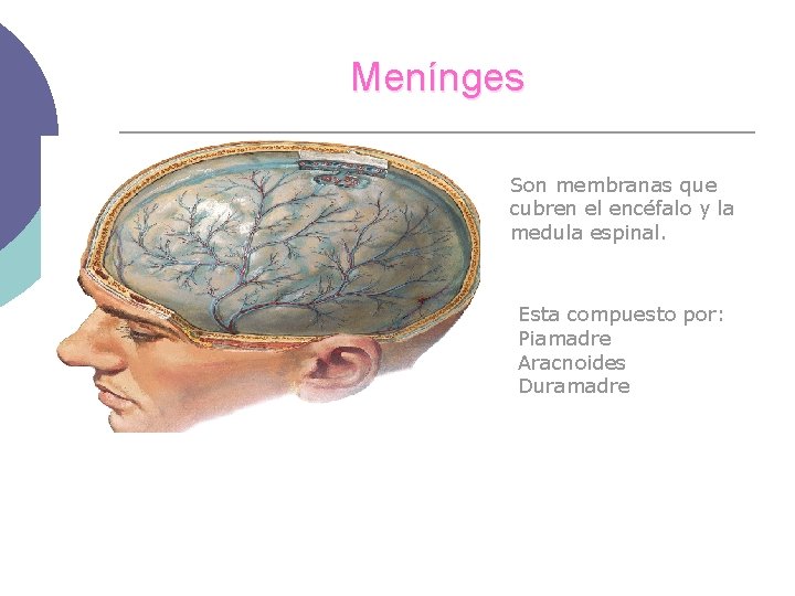 Menínges Son membranas que cubren el encéfalo y la medula espinal. Esta compuesto por: