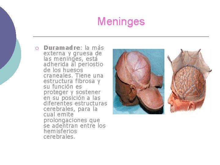 Meninges ¡ Duramadre: la más externa y gruesa de las meninges, está adherida al