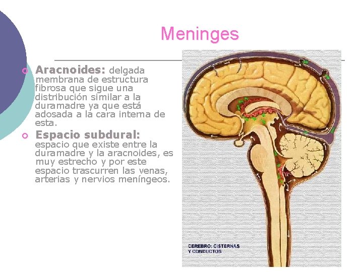 Meninges ¡ Aracnoides: delgada ¡ Espacio subdural: membrana de estructura fibrosa que sigue una