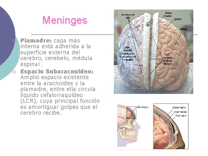 Meninges ¡ ¡ Piamadre: capa más interna está adherida a la superficie externa del