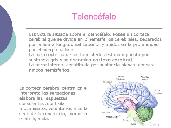 Telencéfalo Estructura situada sobre el diencéfalo. Posee un corteza cerebral que se divide en