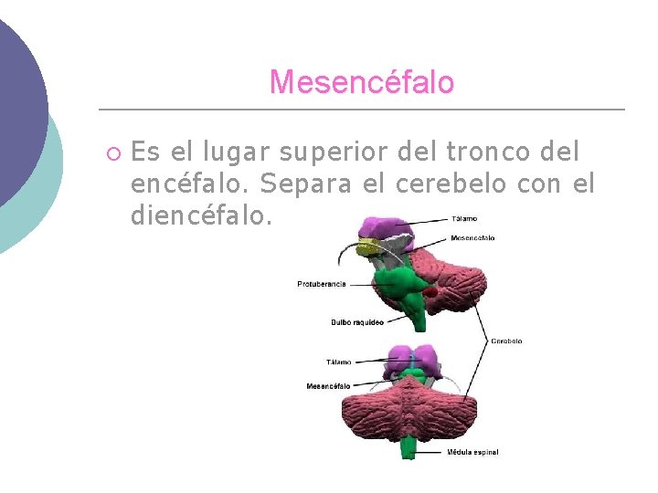 Mesencéfalo ¡ Es el lugar superior del tronco del encéfalo. Separa el cerebelo con