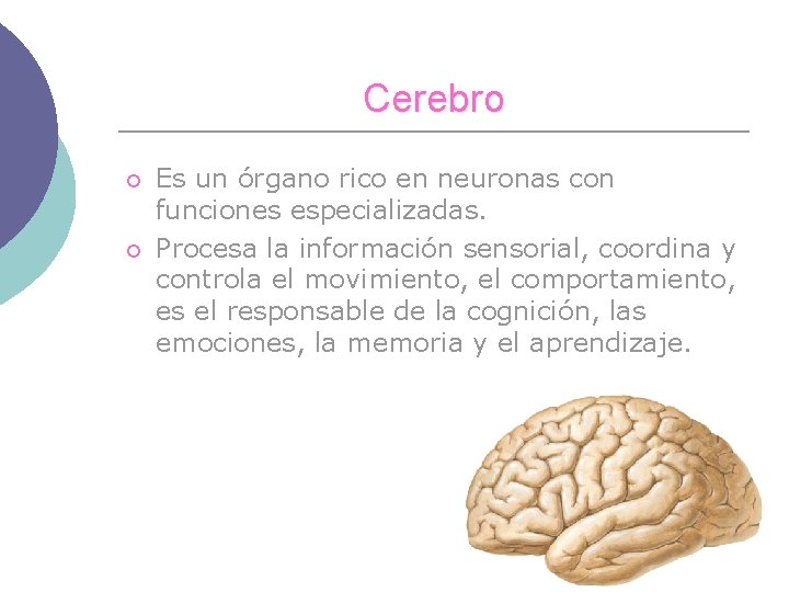 Cerebro ¡ ¡ Es un órgano rico en neuronas con funciones especializadas. Procesa la