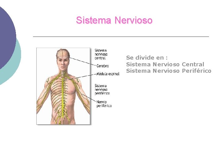 Sistema Nervioso Se divide en : Sistema Nervioso Central Sistema Nervioso Periférico 