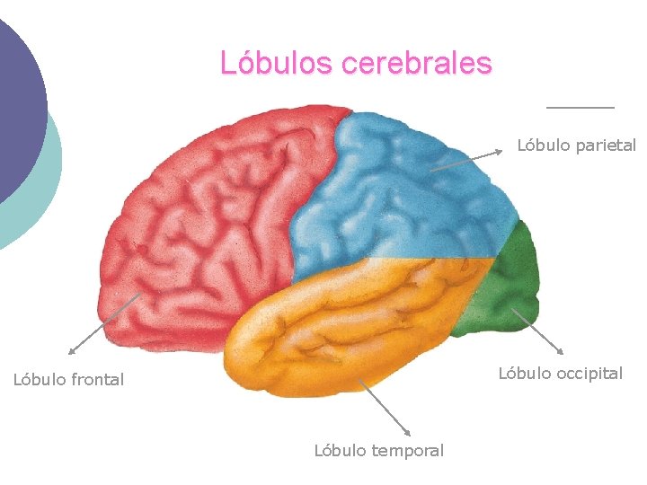 Lóbulos cerebrales Lóbulo parietal Lóbulo occipital Lóbulo frontal Lóbulo temporal 